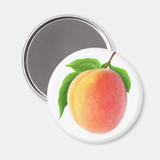Frischer Aprikose Magnet (Vorderseite/Rückseite)
