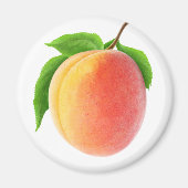 Frischer Aprikose Magnet (Vorne)