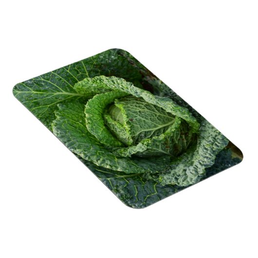 Frischer Bio Kohlkopf Magnet (Rechte Seite)