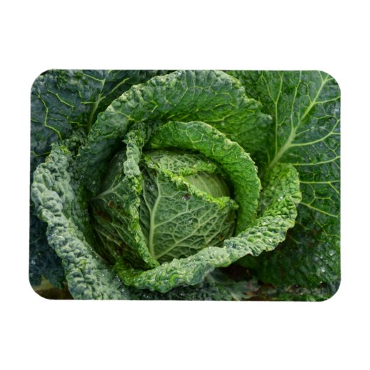 Frischer Bio Kohlkopf Magnet (Horizontal)