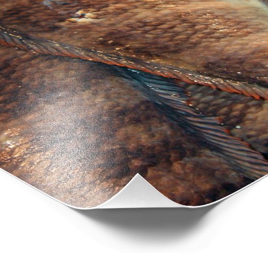 Frischer Fisch Fotodruck (Ecke)