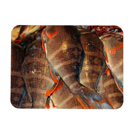 Frischer Fisch Magnet (Horizontal)