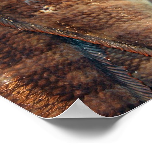 Frischer Fisch Poster (Ecke)