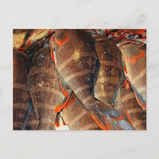 Frischer Fisch Postkarte (Vorderseite)