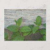 frischer Pfefferminz Postkarte (Vorderseite)