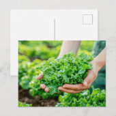 Frischer Salat mit lebhaften Grüntönen Feiertagspostkarte (Vorne/Hinten)