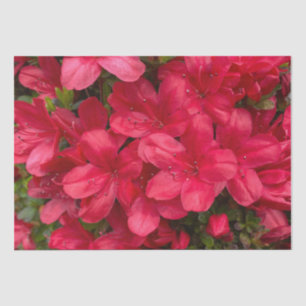 Frisches Blumenzapier Seidenpapier