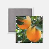 Frisches Obst - Orangenmagen Magnet (Vorderseite/Rückseite)