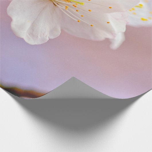 Frisches Weißes Kirschblüten Niedlich Sakura Schön Geschenkpapier (Ecke)