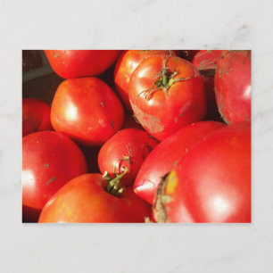 Frischgepflückte Tomaten Postkarte