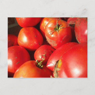 Frischgepflückte Tomaten Postkarte