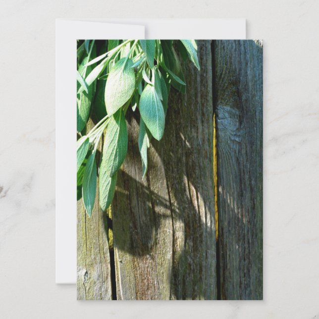 Frischholz (Vorderseite)