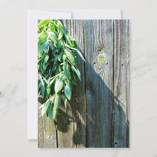 Frischholz (Vorderseite)