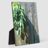 Frischholz Fotoplatte (Seite)