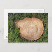 Frischschnitt Postkarte (Vorne/Hinten)