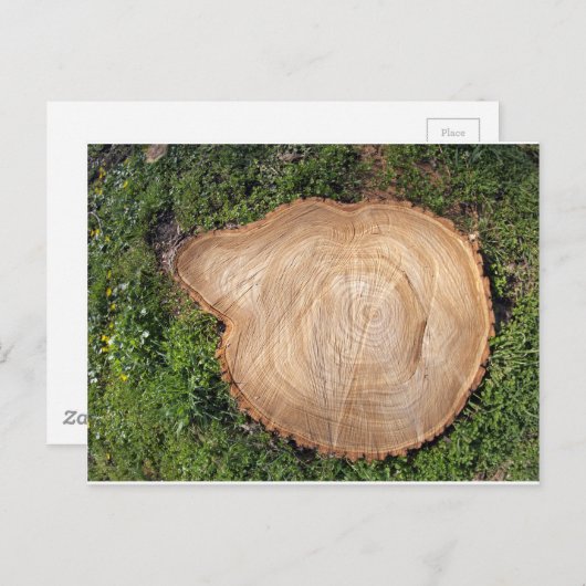 Frischschnitt Postkarte (Vorne/Hinten)