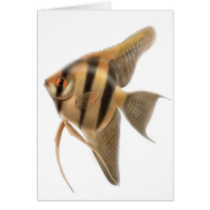 Frischwasserangelfish-Karte