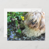 Frischwasserhund Postkarte (Vorne/Hinten)