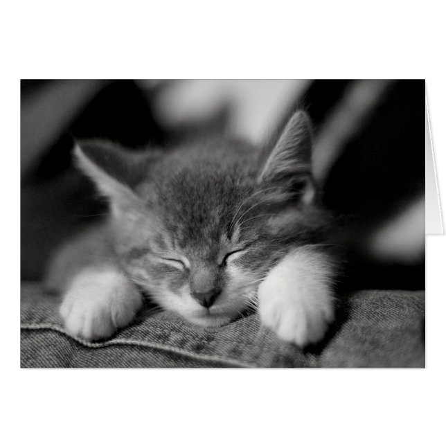 Frisco (Vorderseite (Horizontal))