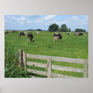 Frisian Holstein Cattle Dairy Cows Foto Poster
