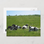 Frisian Holstein Cows Postkarte (Vorne/Hinten)