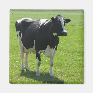 Frisiankuh in grünem Wiese Kühlschrankmagnet