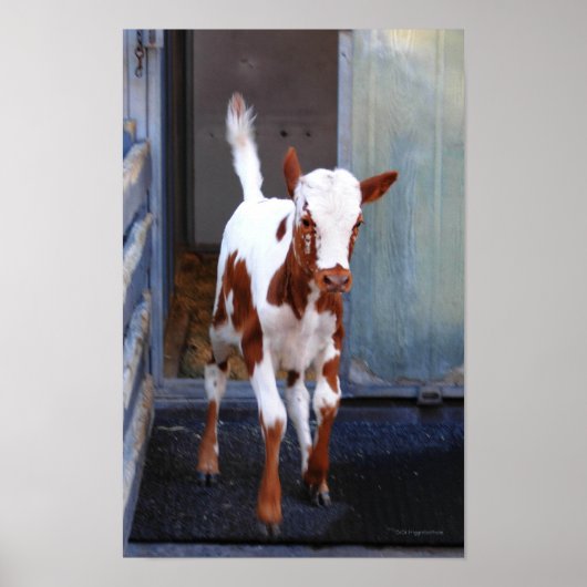 Frisky Calf Poster (Vorne)