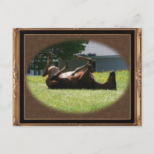 Frisky Foal ~ Postcard Postkarte