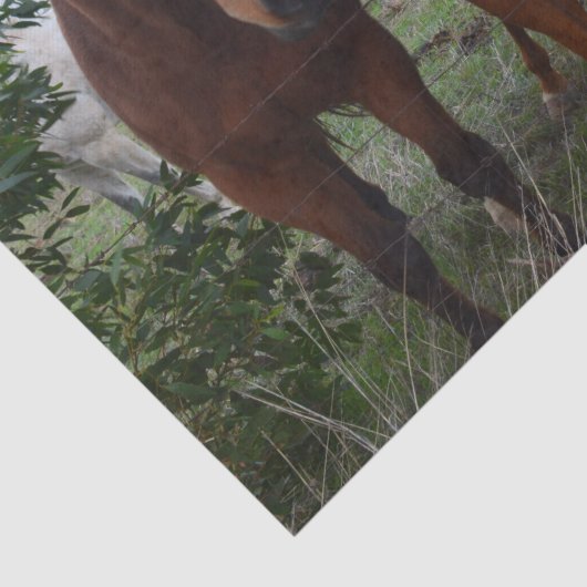 Frisky Hair: Delikate Pferdeschwanze, Seidenpapier (Detail)