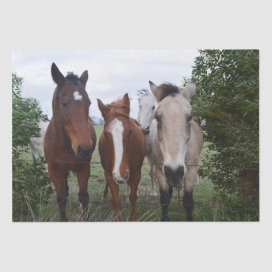 Frisky Hair: Delikate Pferdeschwanze, Seidenpapier (Vorderseite)