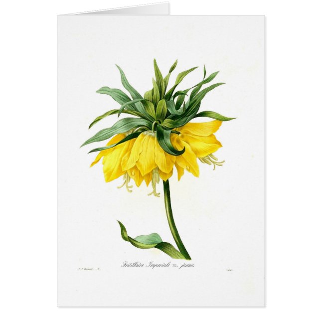 Fritillaire imperiale (Vorne)