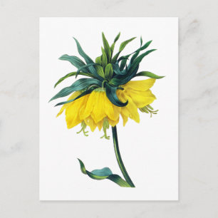 Fritillaire Imperiale ver Jaune von Pierre Joseph Postkarte