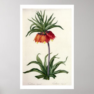 Fritillaria Imperialis, `Les Lilacees', 1802- Poster