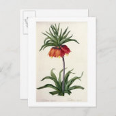 Fritillaria Imperialis, `Les Lilacees', 1802- Postkarte (Vorne/Hinten)