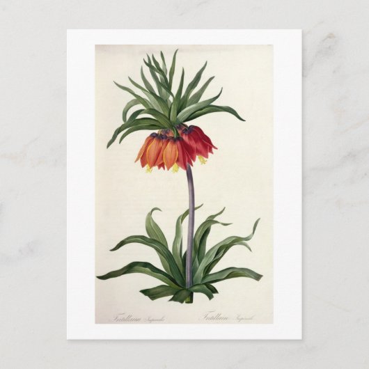 Fritillaria Imperialis, `Les Lilacees', 1802- Postkarte (Vorderseite)