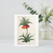 Fritillaria Imperialis, `Les Lilacees', 1802- Postkarte (Stehend Vorderseite)