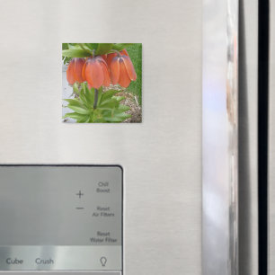 Fritillaria Imperialis Orange Blume Magnet