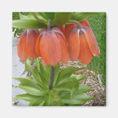 Fritillaria Imperialis Orange Blume Magnet (Vorne)