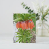 Fritillaria Imperialis Orange Blume Postkarte (Stehend Vorderseite)
