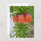 Fritillaria Imperialis Orange Blume Postkarte (Vorne/Hinten)