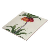 Fritillaria Imperialis von, "Les Lilacees", 1802- Fliese (Seite)