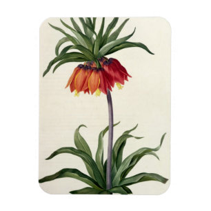 Fritillaria Imperialis von, "Les Lilacees", 1802- Magnet