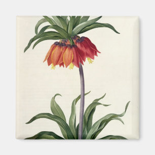 Fritillaria Imperialis von, "Les Lilacees", 1802- Magnet