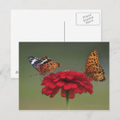 Fritillary Butterfly (Argyreus hyperbius) on 2 Postkarte (Vorne/Hinten)
