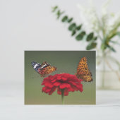 Fritillary Butterfly (Argyreus hyperbius) on 2 Postkarte (Stehend Vorderseite)