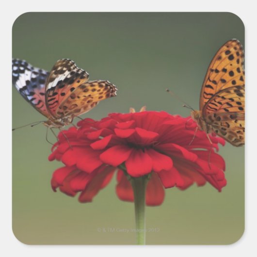 Fritillary Butterfly (Argyreus hyperbius) on 2 Quadratischer Aufkleber (Vorderseite)