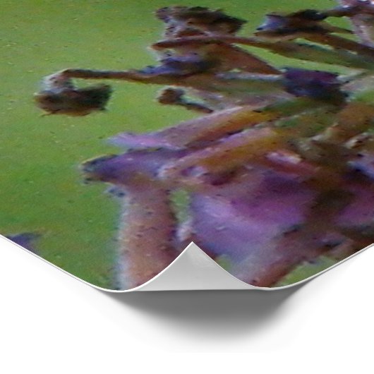 Fritillary Butterfly Blume New Creation Poster (Ecke)