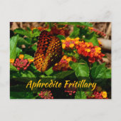 Fritillary Butterfly Lantana Blume Fotografisch Postkarte (Vorderseite)