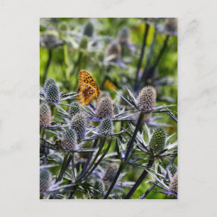 Fritillary Butterfly On Blue Thistle Postkarte