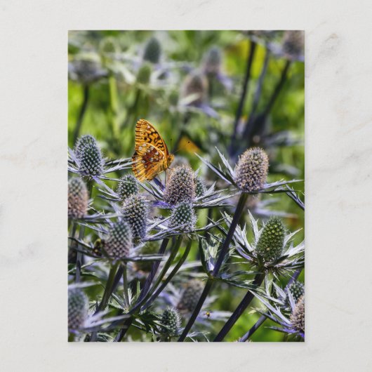 Fritillary Butterfly On Blue Thistle Postkarte (Vorderseite)